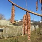 Wildbienengarten